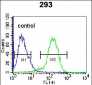 ENG Antibody (Center)